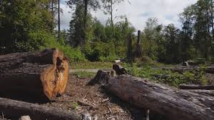 Best Stump Grinding and Removal  in Mountainair, NM