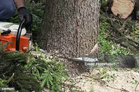 Best Tree Disease Treatment  in Mountainair, NM