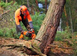 Best Firewood Processing and Delivery  in Mountainair, NM