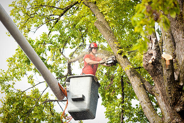Best Leaf Removal  in Mountainair, NM