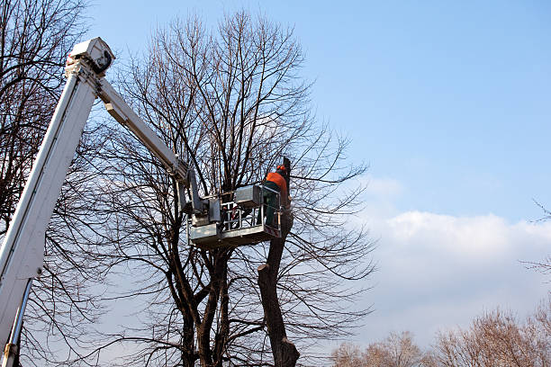 Trusted Mountainair, NM Tree Care Experts