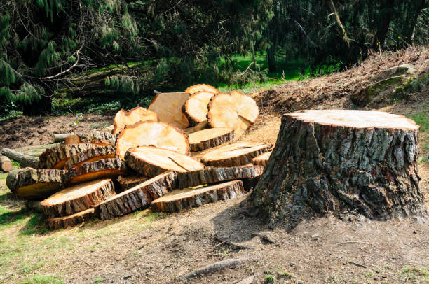 Tree and Shrub Care in Mountainair, NM